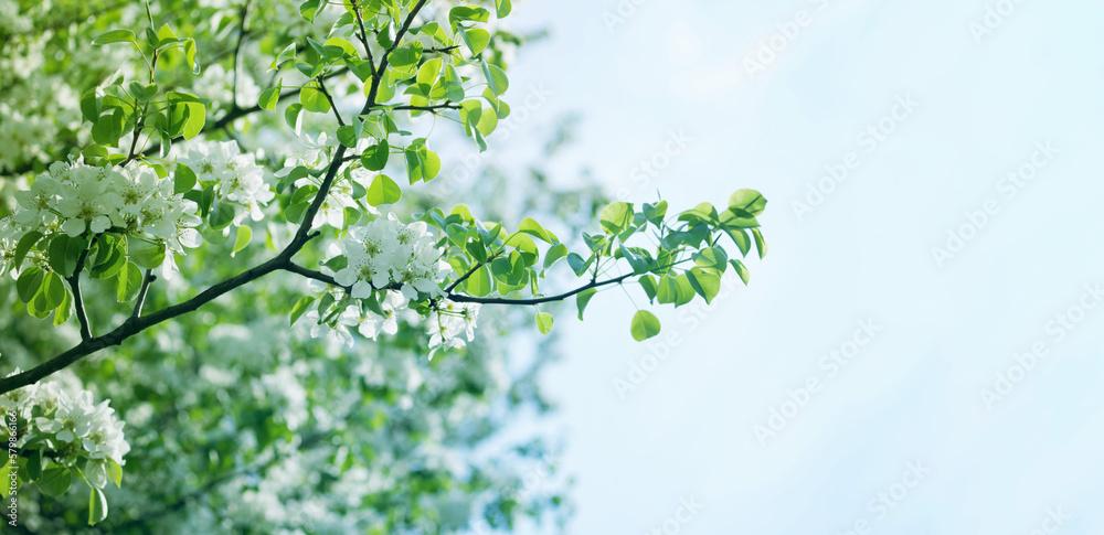 Blooming garden. Spring background with white flowering wild pear branches against the blue sky, soft focus