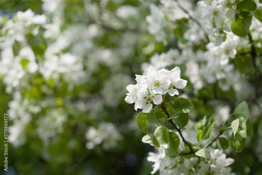 Blooming garden. Spring background with white flowering wild pear branches, soft focus Blooming garden. Spring background with white flowering wild pear branches, soft focus