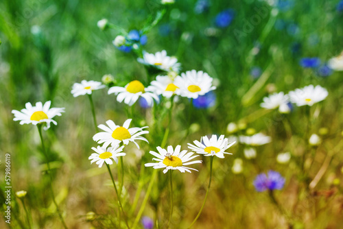 Daisies and cornflowers in a summer field on a sunny day, soft selective focus. Summer floral background