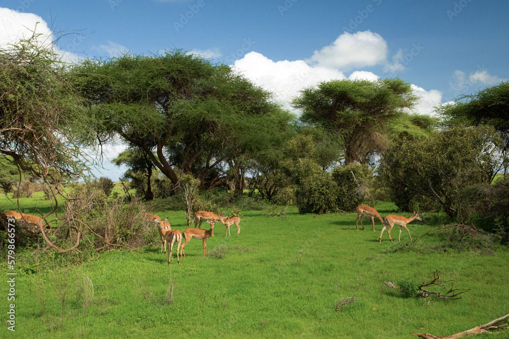 Savannah landscape sunset in South Africa bush Savannah landscape.Grant's gazelle female at savannah. Savannah landscape sunset in South Africa bush Savannah landscape.Grant's gazelle female at savannah.