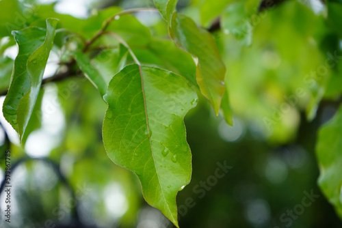Green leaves with water droplets © NAK