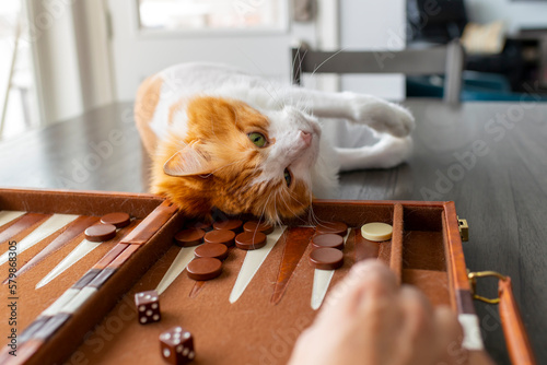 A very cute long haired orange and white cat lies on a backgammon set on his back while his owner plays the game on a table inside a home. photo