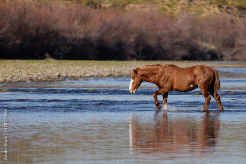 Arizona Wild Horses at the Salt River in Americas South West.