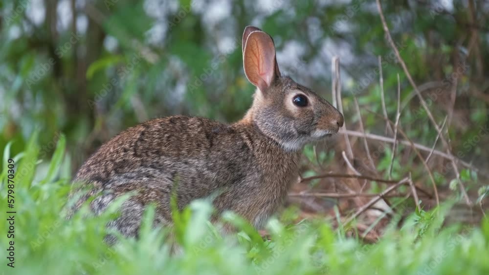 Grey small hare eating grass on summer field. Wild rabbit in nature Grey small hare eating grass on summer field. Wild rabbit in nature