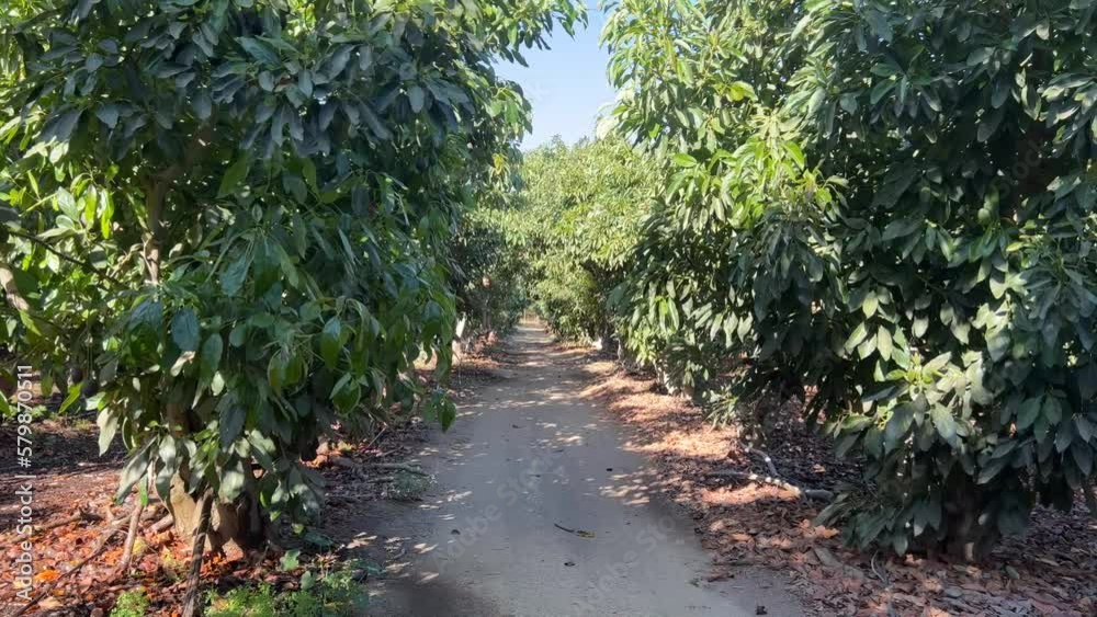 plantación de árboles de aguacate en primavera plantación de árboles de aguacate en primavera