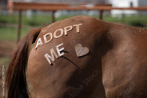 Horses rear end hind quarters or haunches wiht adopt me wording and heart in letters paste on to the horse shot at horse adoption event in Santa fe new mexico by horse rescue companies horizoal format