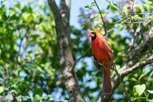 male cardinal