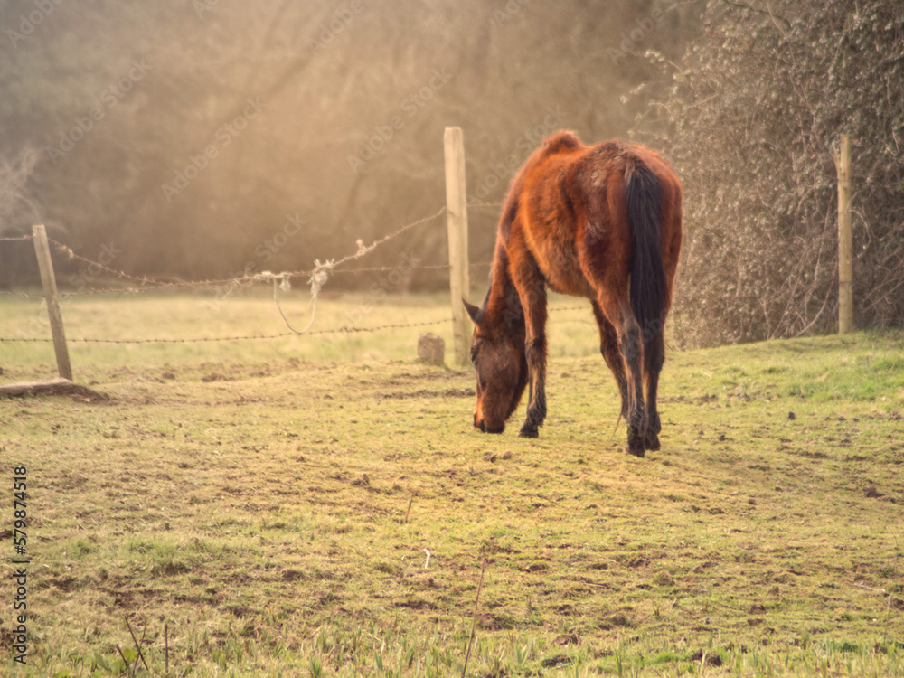 Naklejka premium horse in the field