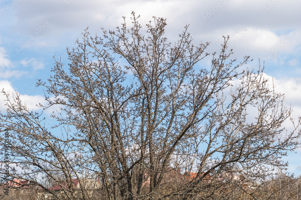 Tree branches without leaves against the blue sky with clouds in early spring Tree branches without leaves against the blue sky with clouds in early spring