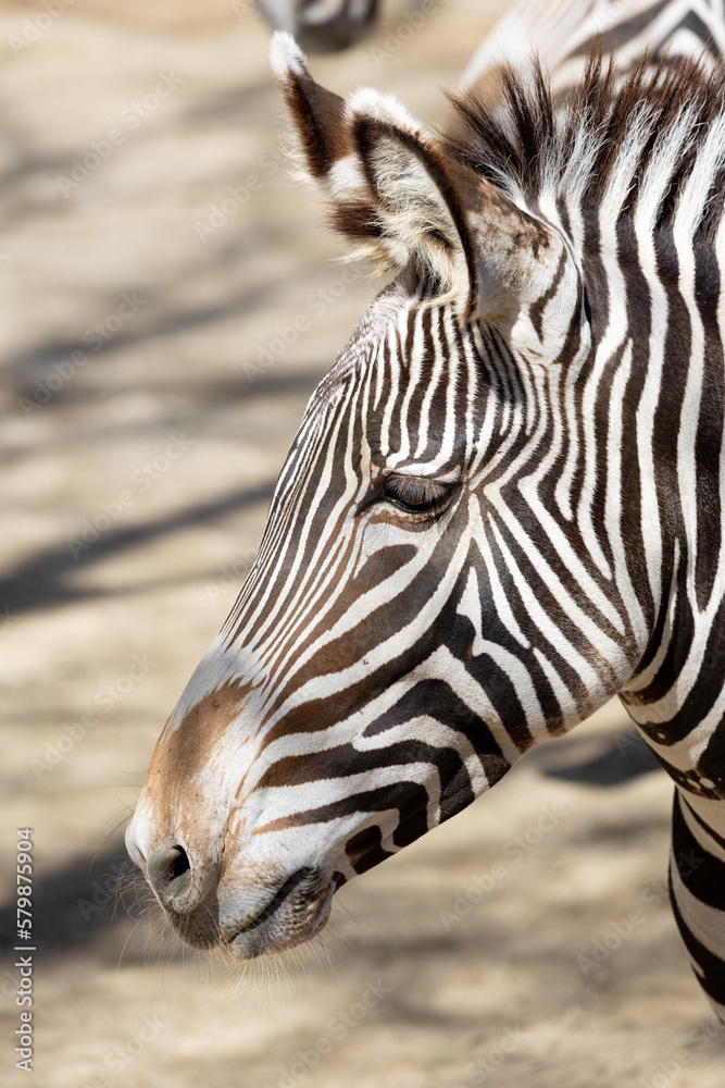 Naklejka premium Close-up image of a Grevy's Zebra
