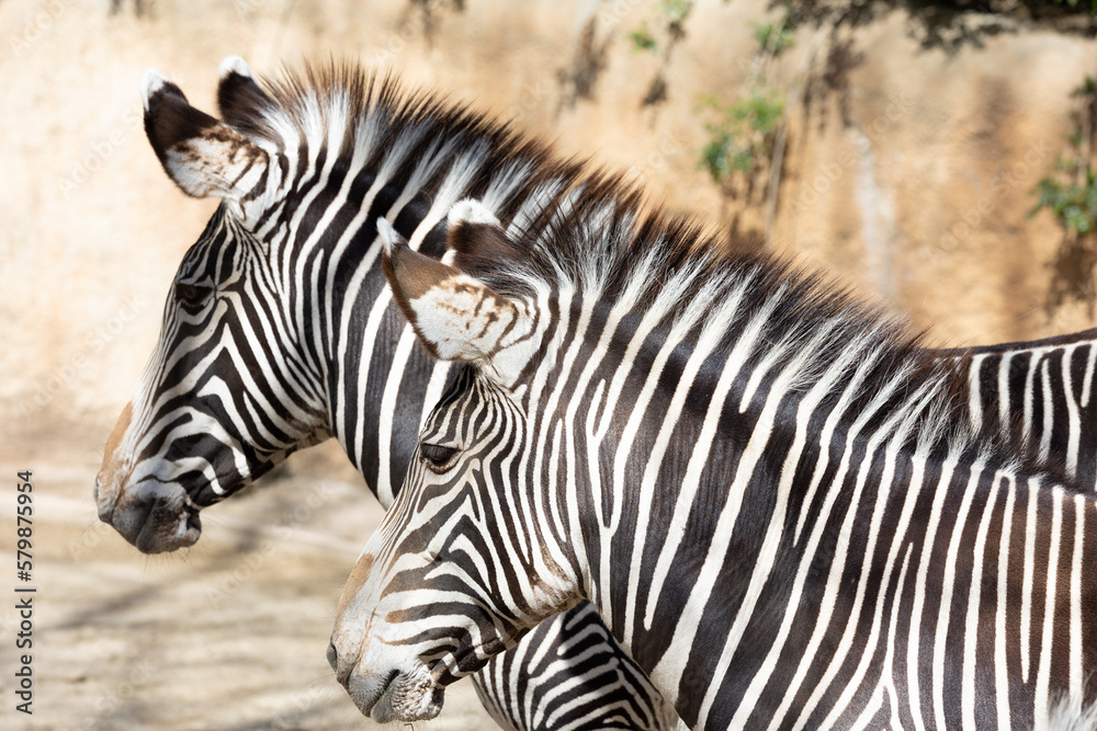 Close-up image of a Grevy's Zebra Close-up image of a Grevy's Zebra