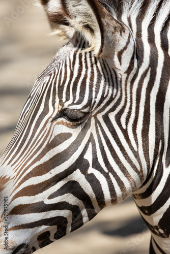 Close-up image of a Grevy s Zebra
