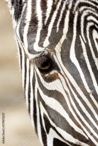 Close-up image of a Grevy s Zebra