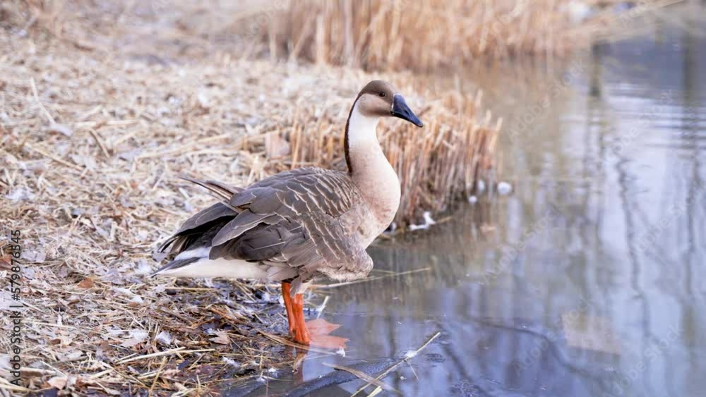 Wild geese and swan geese have broken wings and cannot fly Wild geese and swan geese have broken wings and cannot fly
