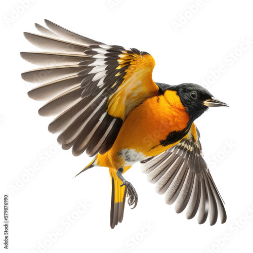 a spring-themed photographic illustration of an isolated orange oriole bird in mid-flight set on a transparent background in PNG. Generative AI, Icterus © Purple Penguin GFX