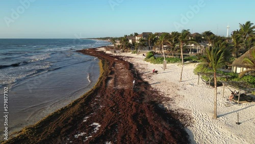 Mexican Beach Resorts Tackling Sargassum Gulfweed on the Beaches