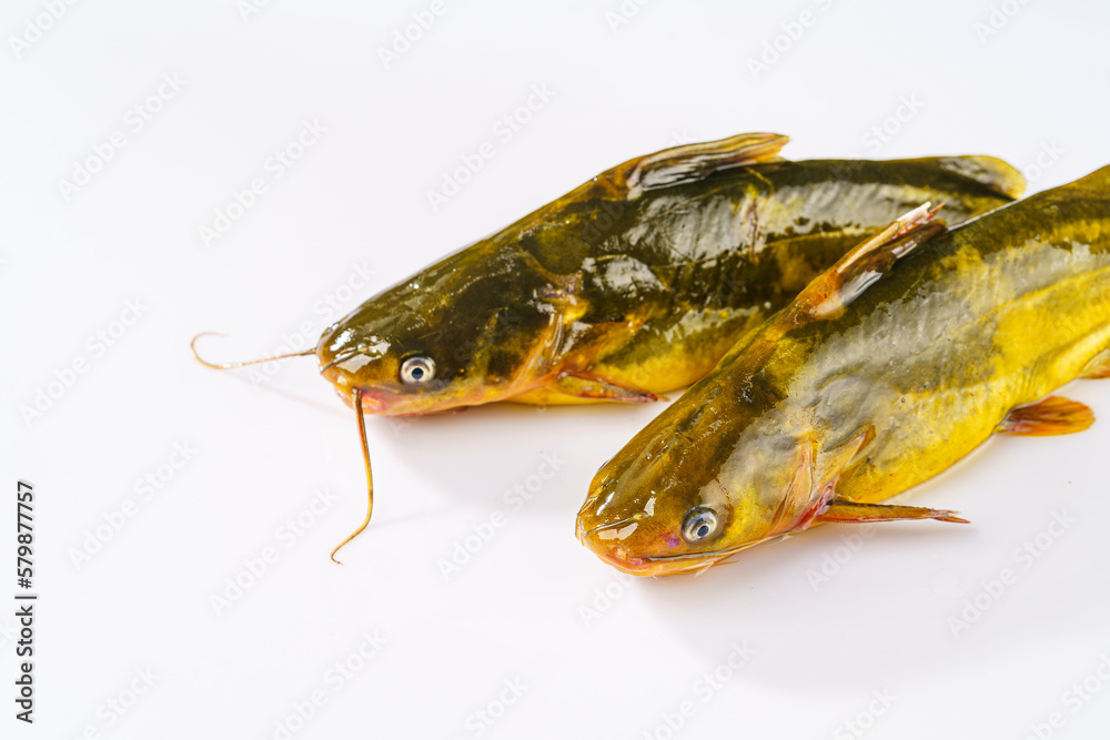 Fresh gaga fish on a simple background
