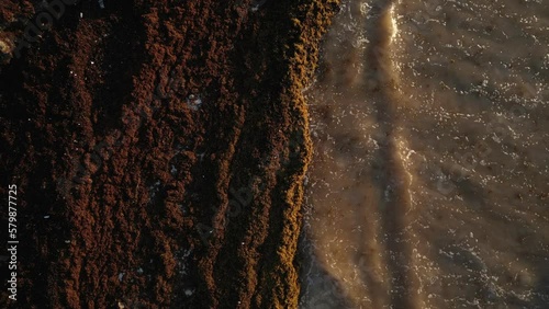 Washed Up Sargassum Seaweed Destroying Beautiful Beaches in the Caribbean