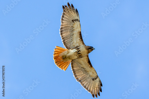 red tail hawk in flight