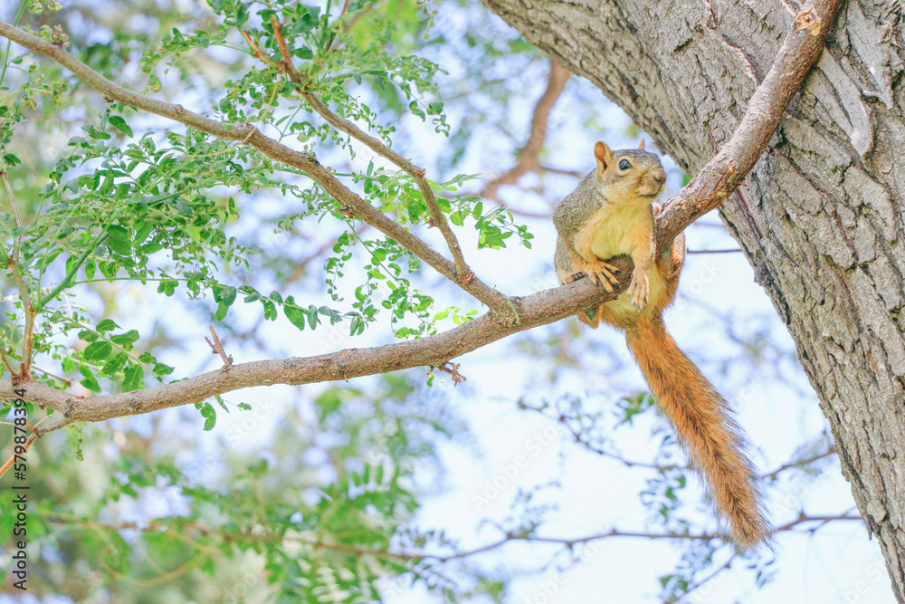 Fototapeta premium Squirrel!