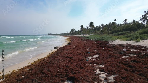 Washed Up Sargassum Seaweed Destroying Beautiful Beaches in the Caribbean
