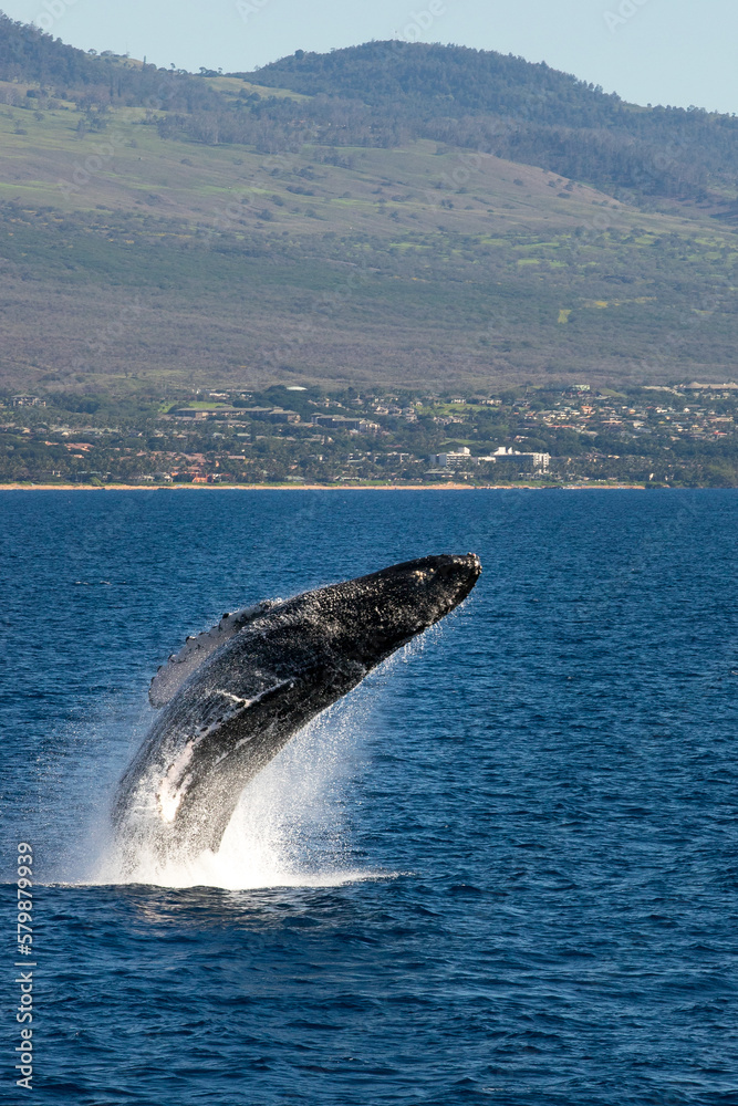 Fototapeta premium humpback whale breaching