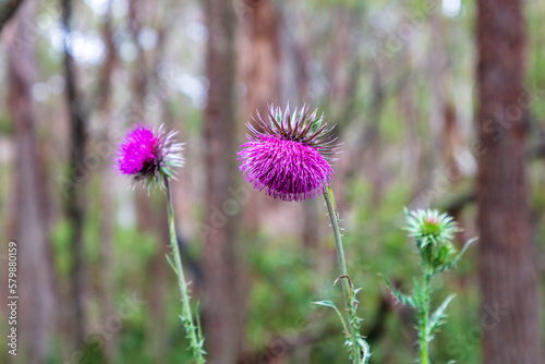 Photograph of a pink flowering weed in a forest in the Blue Mountains in New South Wales in Australia