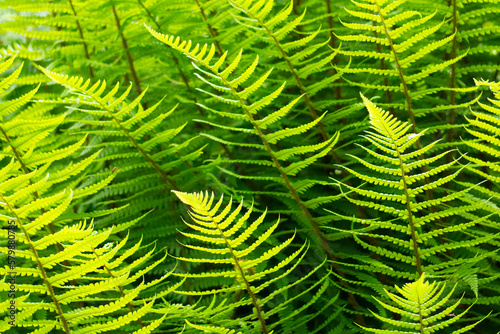 fern leaves