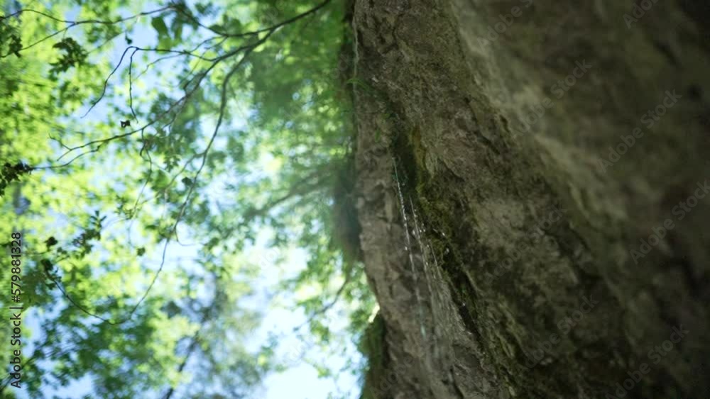 Moving shot of falling water drops in nature Moving shot of falling water drops in nature