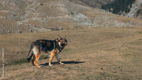 Cute german shepherd in the wild nature landscape in Kyrgyzstan
