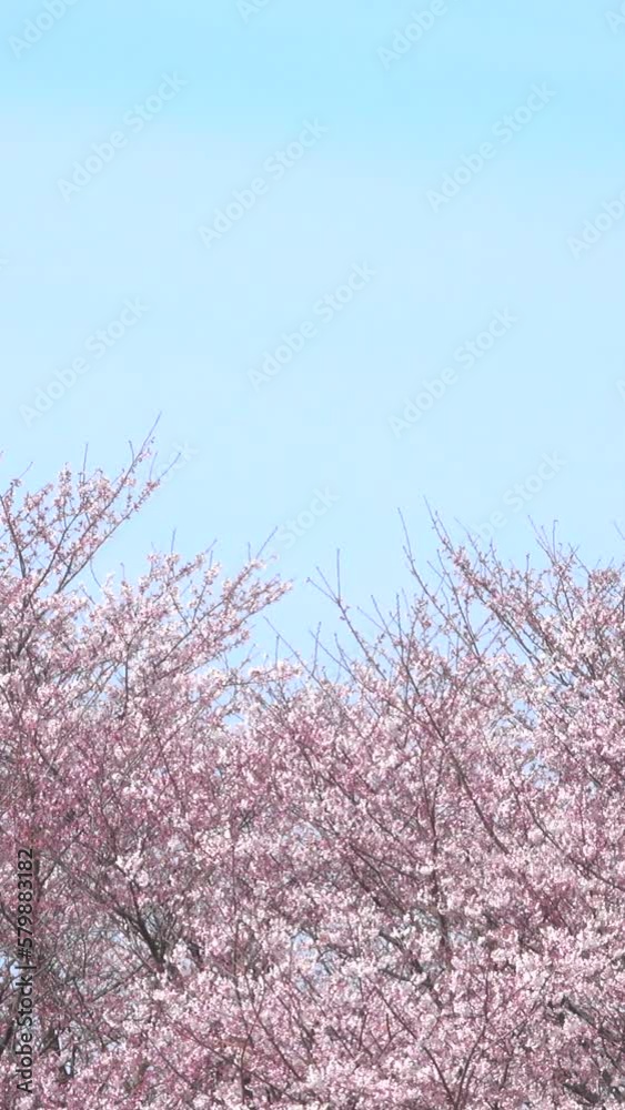 Blossoming cherry against background of blue sky. Blossoming cherry against background of blue sky.