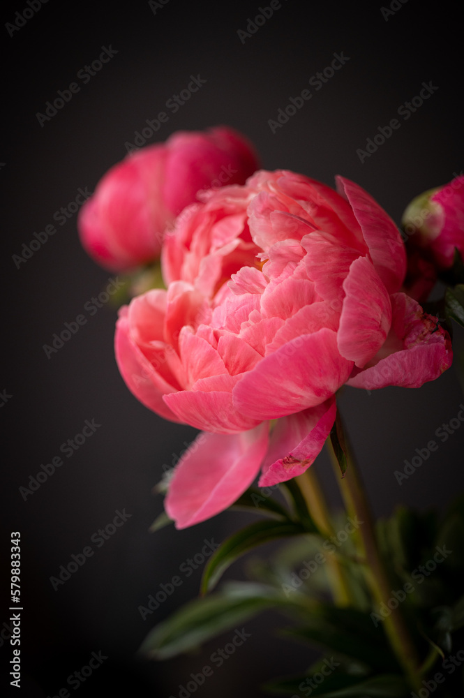 close up of pink peony flower close up of pink peony flower