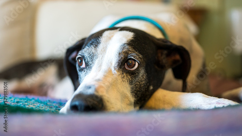 close up of Great Dane dog