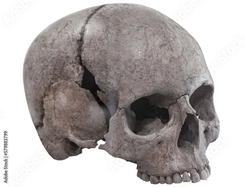 Human skull isolated on transparent background photo