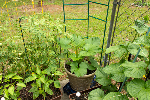 Container vegetable gardening for small spaces