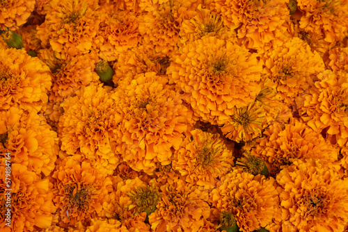 full frame marigolds © Mary Lynn Strand