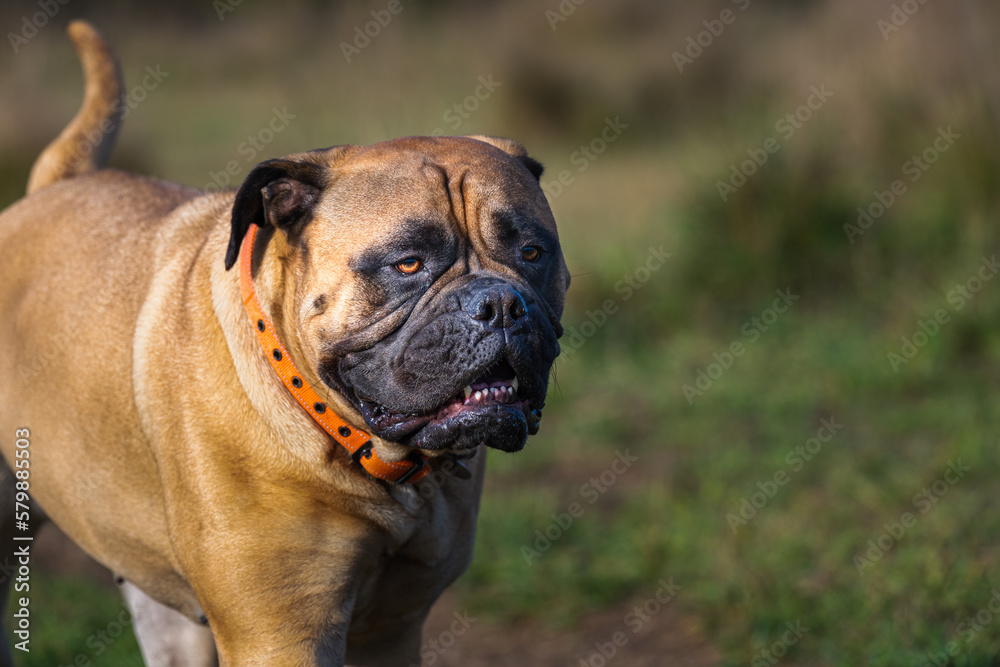 2021-10-19 A LARGE BULLMASTIFF WALKING THROUGH A OFF LEASH PARK WITH BRIGHT EYES AND A BLURRY BACKGROUND