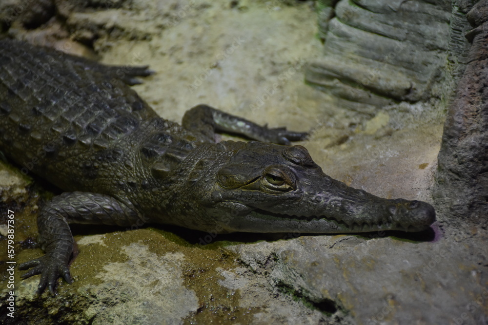 Alligator Alligator