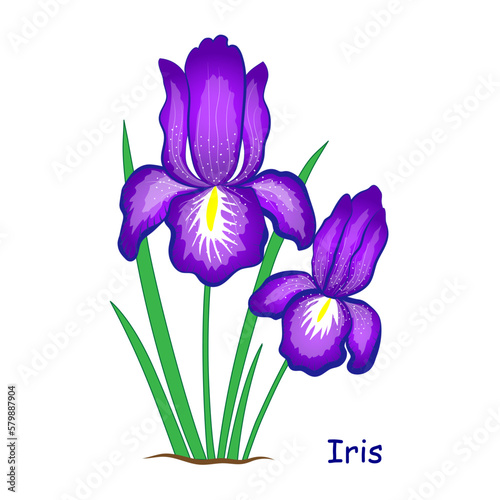 Blue Iris flower isolated on a white background. EPS 10 file RGB color. File is arranged in groups and layers for easy editing. Fie contains transparency and gradient.