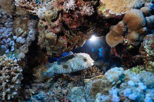 Fototapeta Naklejka Na Ścianę i Meble -  puffer fish underwater photo animals wildlife red sea egypt
