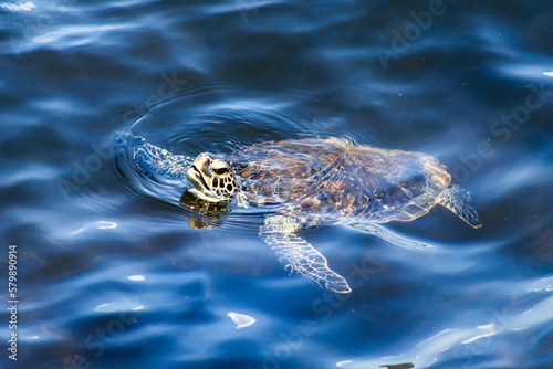 Rio de Janeiro, RJ, Brazil, 03/09/2023 - sea turtle near Santos Dumont Airport