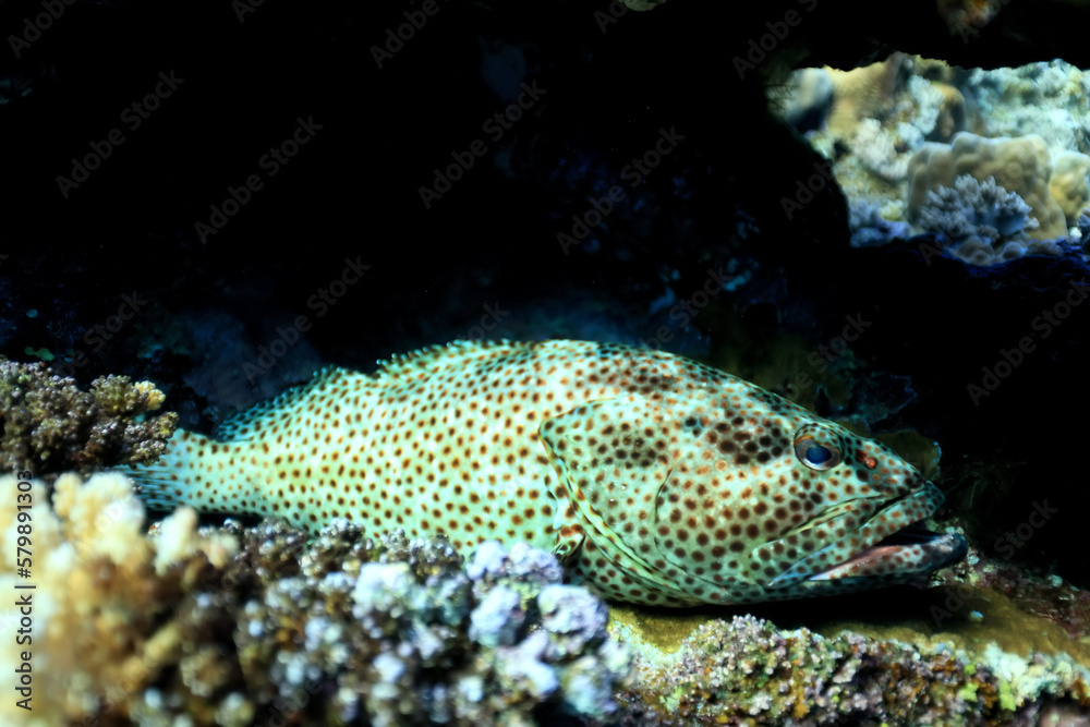 grouper underwater photo, fish diving nature wildlife