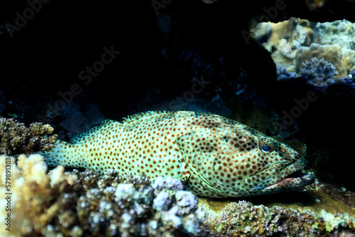 grouper underwater photo, fish diving nature wildlife © kichigin19