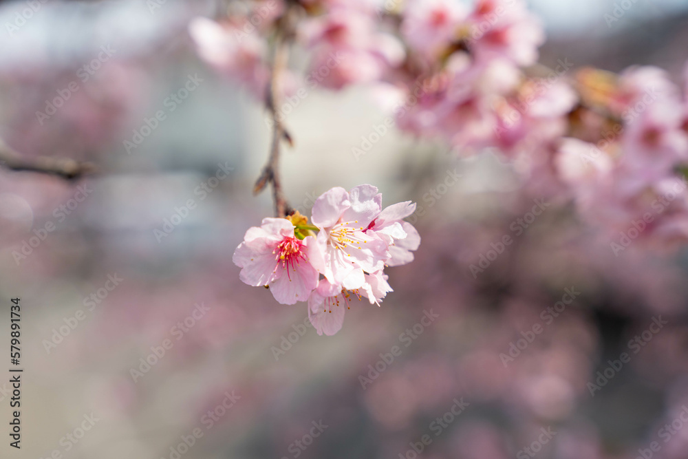 桜の花