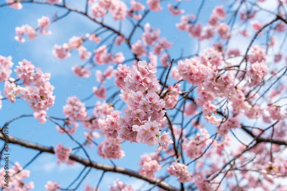 Obraz premium 桜の花