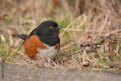 Spotted Towhee male on the ground