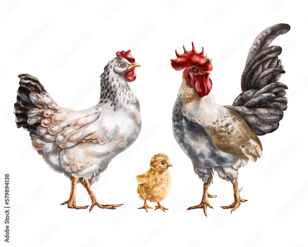 A set of three farm animals: a white chicken, a gray rooster and a yellow chicken. For postcards, packaging design, textiles, booklets.