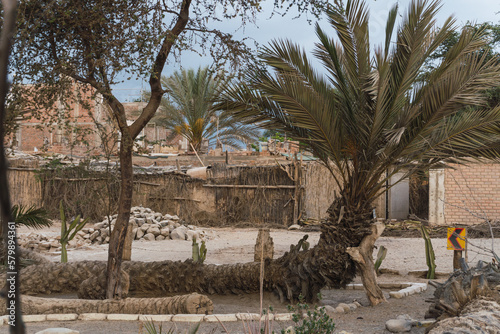 Seven headed palm tree at Cachiche town, ica peru