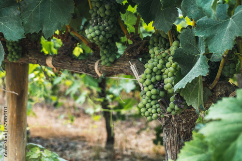Vineyard in Tambo de Tacama, Ica Peru