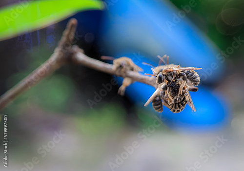 A group of Lipotriches (sweat bees) resting on a tree branch © Mohd Azrin